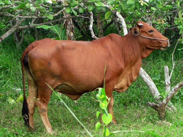 Thất lạc gia súc